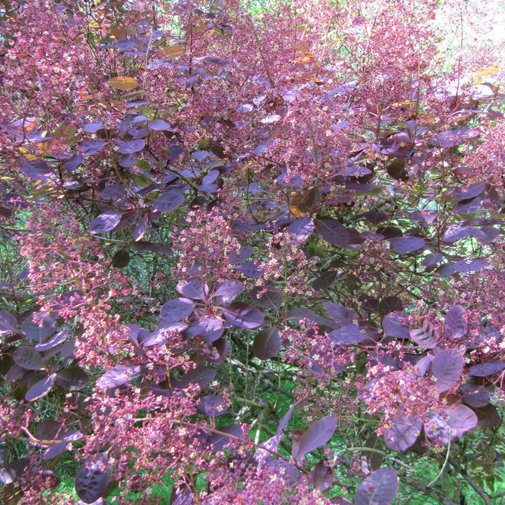 Cotinus coggygria 'Royal Purple' ~ Árbol de humo púrpura real