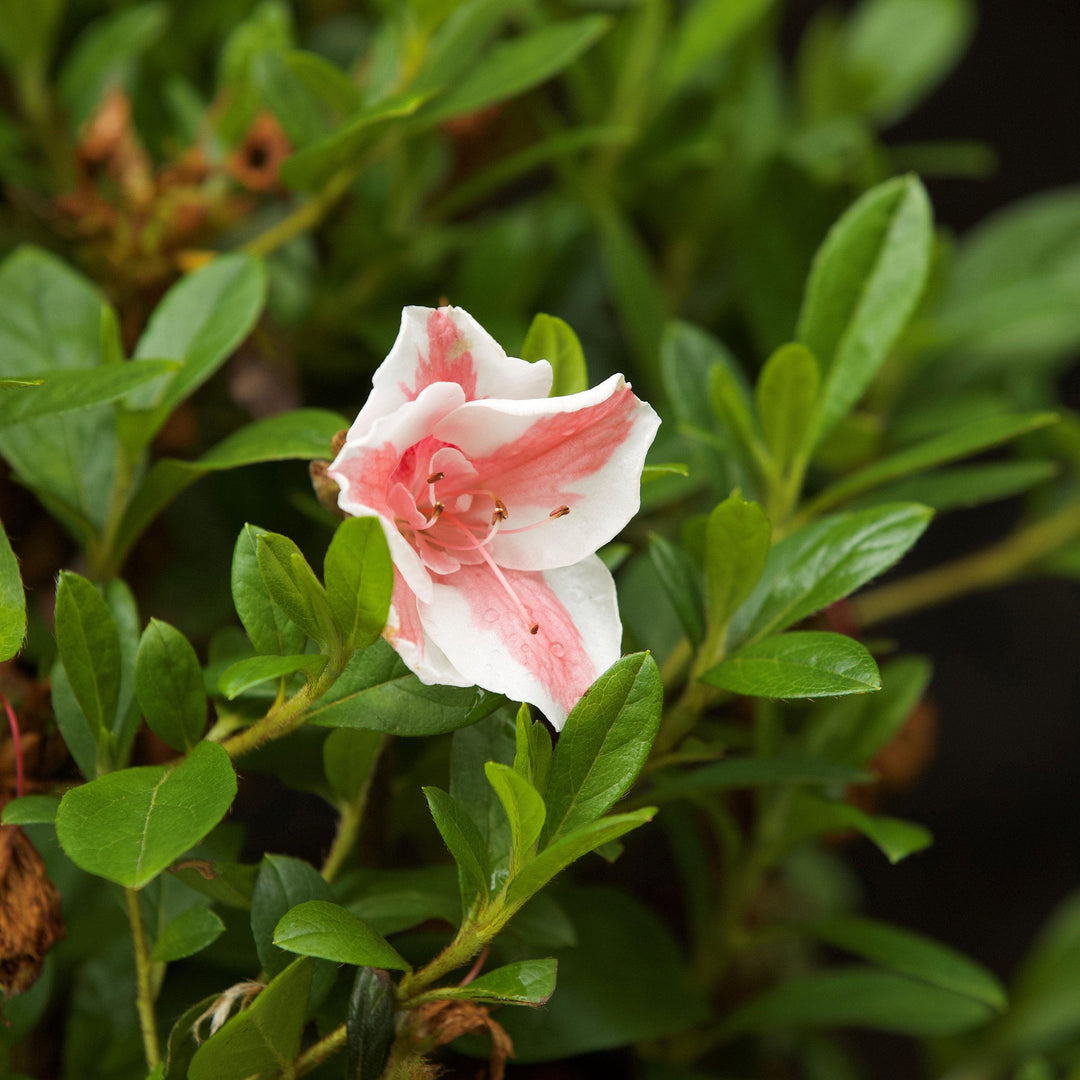 Rhododendron ‘Robleze’ ~ Encore® Autumn Starburst™ Azalea