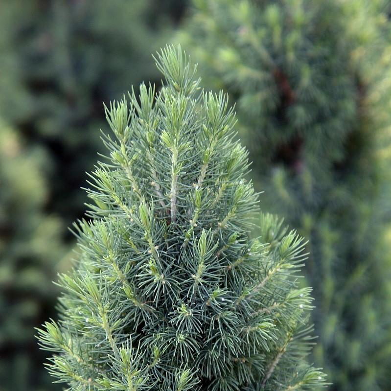 Picea glauca 'Conica' ~ Dwarf Alberta Spruce