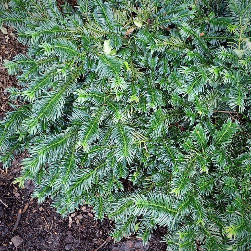 Cephalotaxus harringtonia 'Duke Gardens' ~ Tejo ciruelo japonés de Duke Gardens