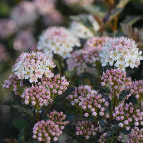 Physocarpus opulifolius 'SMNPOTW' ~ Tiny Wine® Ninebark