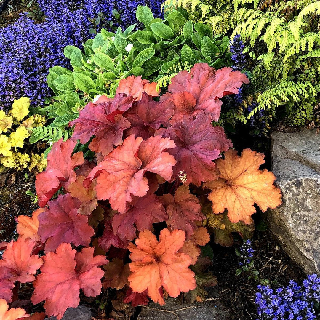 Heuchera 'Rio' ~ CITY™ Rio Heuchera