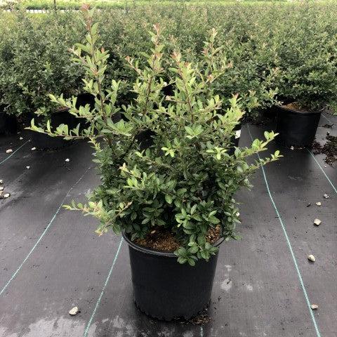 Pyracantha x 'Mohave' ~ Arbusto Mohave Firethorn