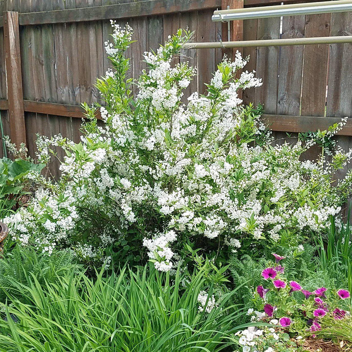 Deutzia gracilis 'Nikko' ~ Enano Nikko Deutzia