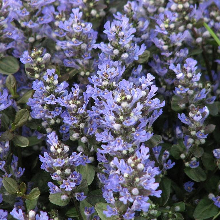 Ajuga reptans 'Valfredda' ~ Chocolate Chip Bugleweed