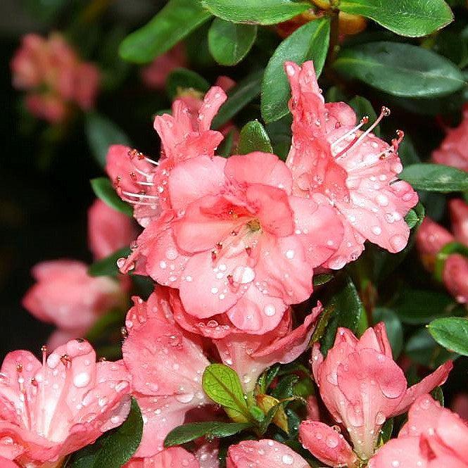 Rododendro 'Blaauw's Pink' ~ Azalea rosa de Blaauw