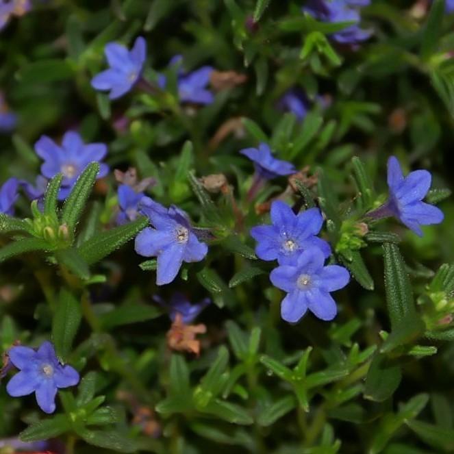 Lithodora diffusa 'Grace Ward' ~ Grace Ward Lithodora