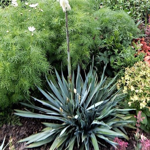 Yucca 'Silver Anniversary' PP31437 ~ Silver Anniversary Yucca