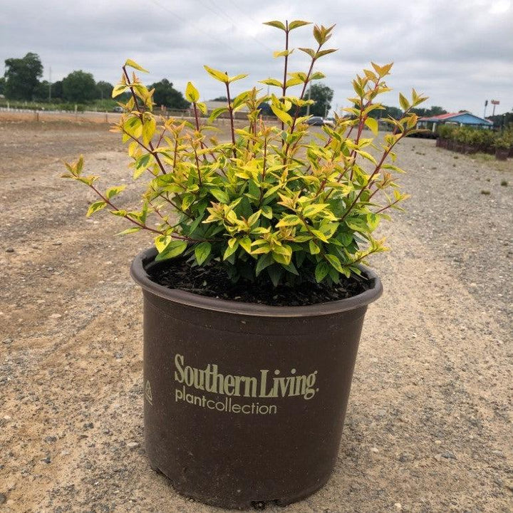 Abelia x grandiflora 'Caleidoscopio' ~ Caleidoscopio Abelia