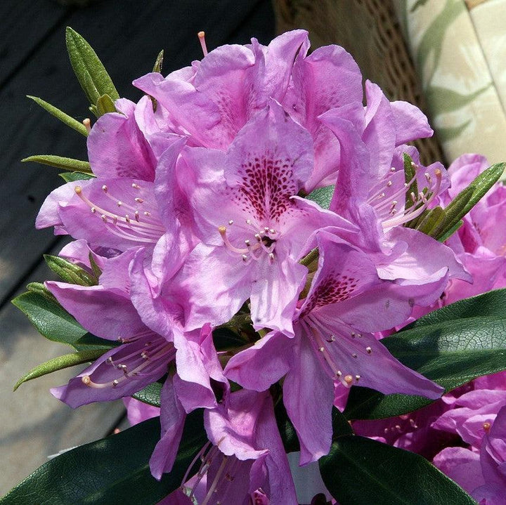 Rhododendron 'Anah Kruschke' ~ Anah Kruschke Azalea