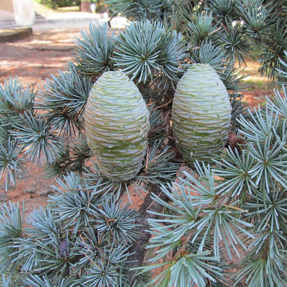 Cedrus atlantica 'Glauca Pendula' ~ Weeping Blue Atlas Cedar