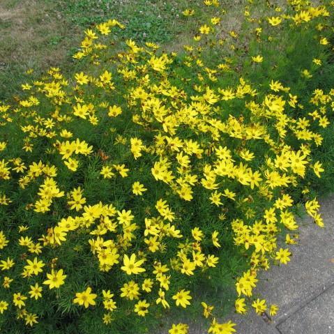 Coreopsis verticillata 'Zagreb' ~ Zagreb Threadleaf Tickseed