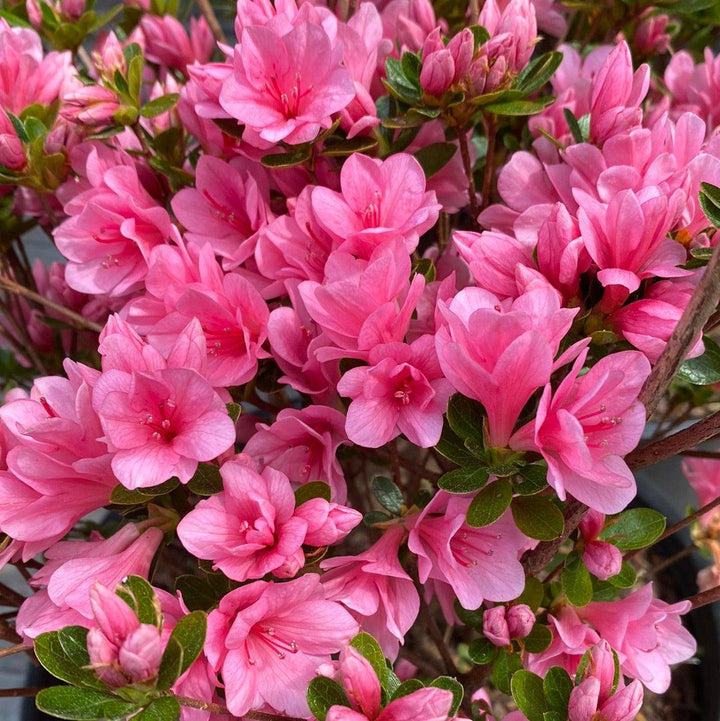 Azalea kurume 'Coral Bells' ~ Coral Bells Azalea