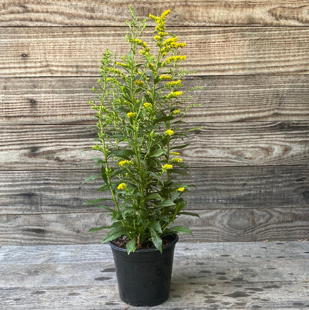 Solidago rugosa 'Fireworks' ~ Fireworks Goldenrod