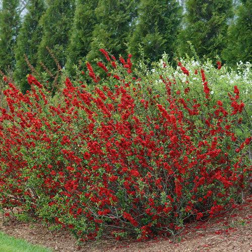 Chaenomeles speciosa 'Scarlet Storm' USPP 20,951 ~ PW® Double Take™ Membrillo de floración escarlata