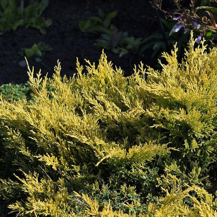 Juniperus horizontalis 'Limeglow' ~ Limeglow Creeping Juniper