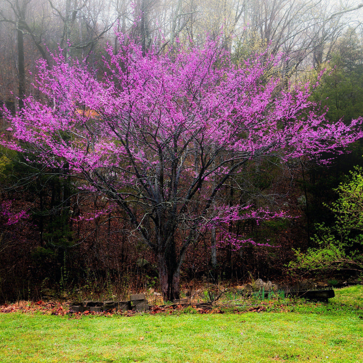 Cercis reniformis 'Oklahoma' ~ Oklahoma Redbud