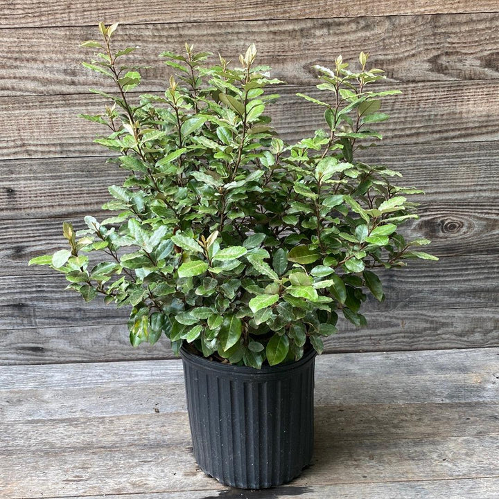 Elaeagnus x ebbingei ~ Silverberry de Ebbinge, Oleaster