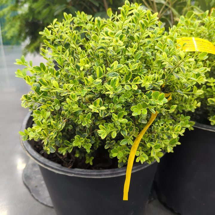 Buxus microphylla 'Peergold' ~ Golden Dream Boxwood