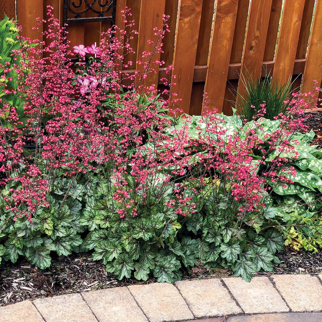 Heuchera 'Peppermint Spice' ~ Peppermint Spice Heuchera