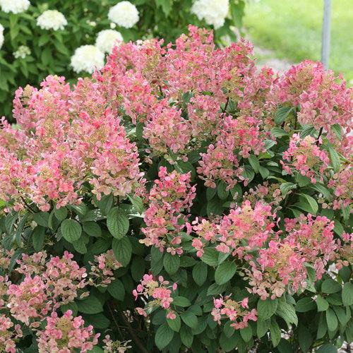 Hydrangea paniculata 'SMHPLQF' ~ Little Quick Fire® Hydrangea