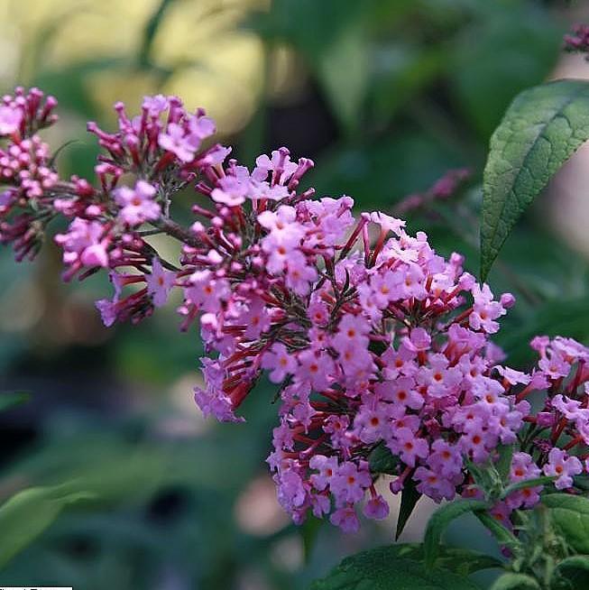 Buddleia davidii 'Pink Delight' ~ Arbusto de mariposas 'Pink Delight'