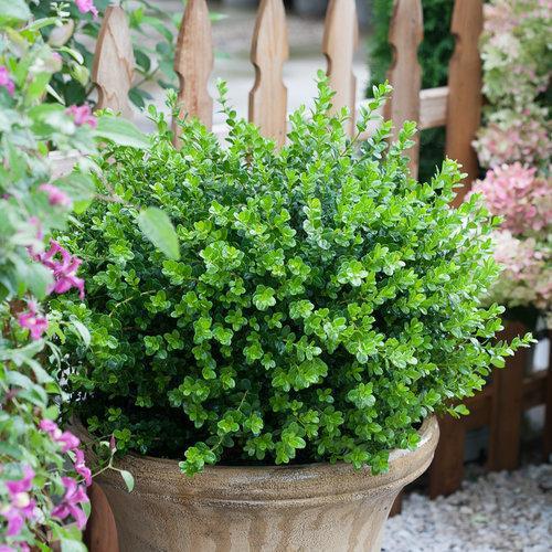 Buxus microphylla 'Bulthouse' ~ Sprinter® Boj