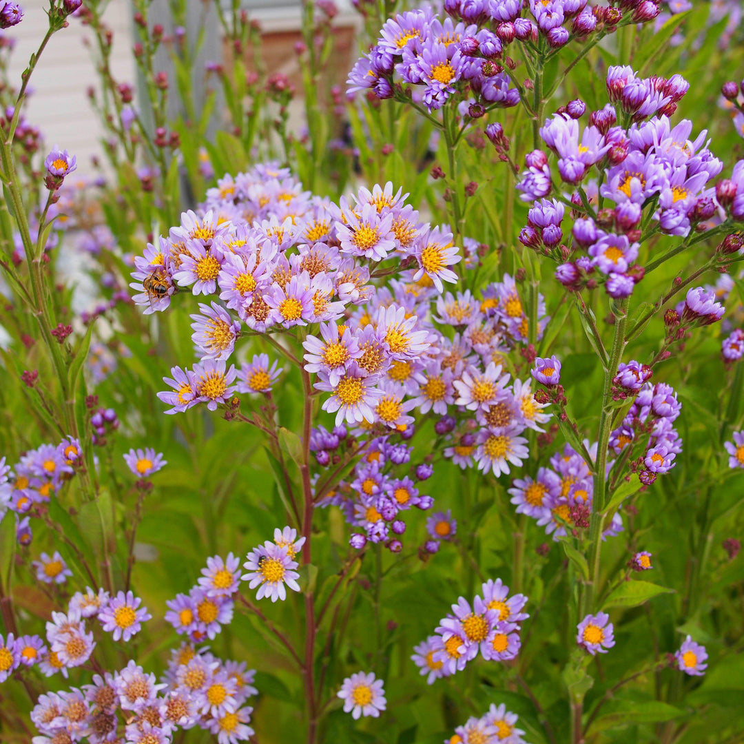 Aster tataricus 'Jindai' ~ Jindai Tatarian Aster