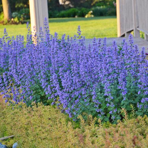 Nepeta faassenii 'Cat's Meow' ~ Cat's Meow Catmint