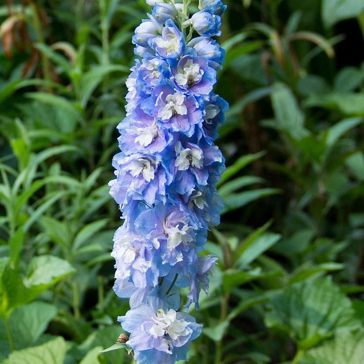 Delphinium (Pacific Hybrids) ~ Pacific Hybrids Mix Delophinium, Larkspur