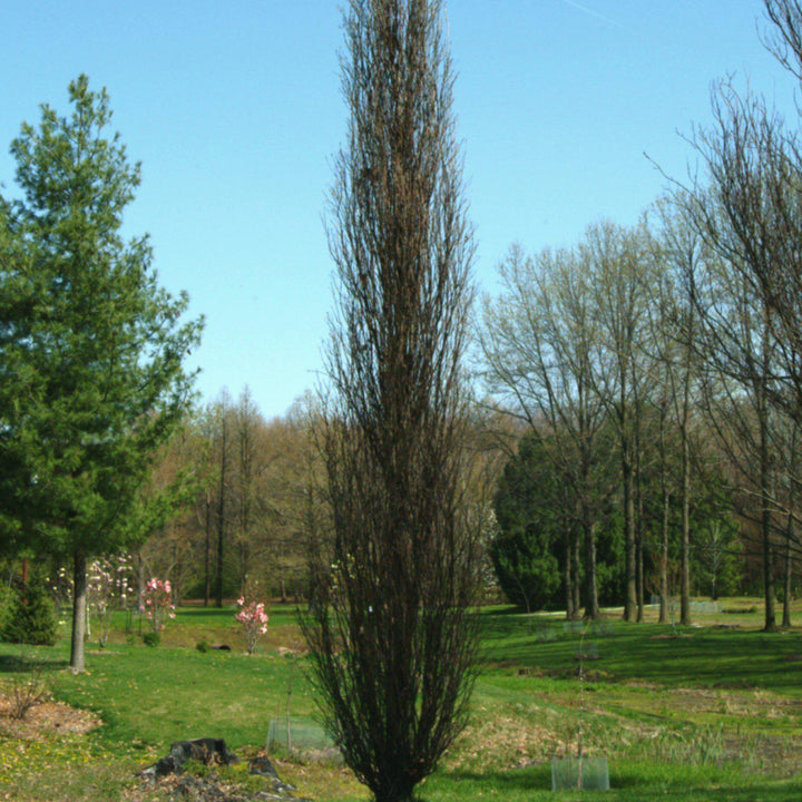 Quercus robur x bicolor ‘Nadler’ ~ Kindred Spirit® Oak