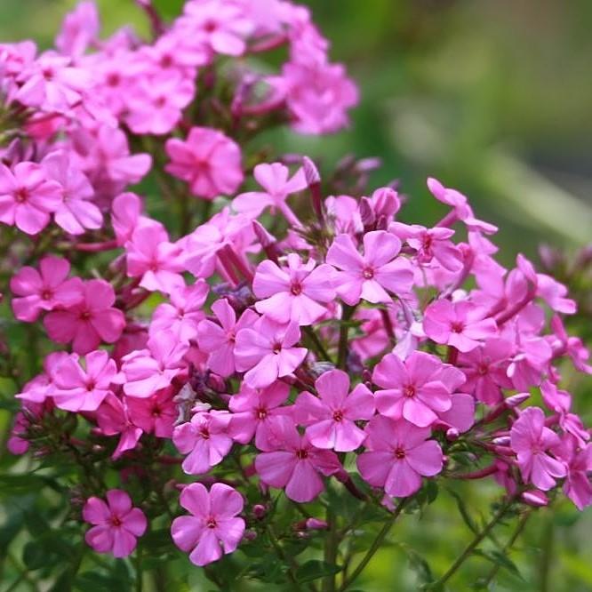 Phlox x 'Forever Pink' ~ Forever Pink Phlox