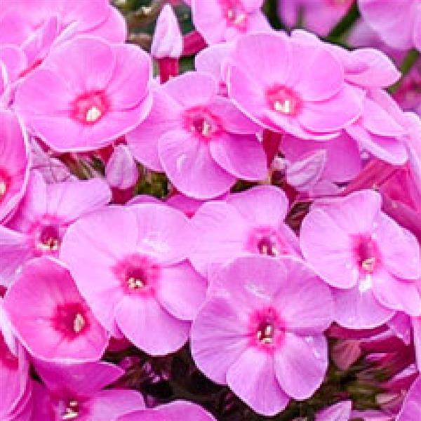 Phlox paniculata 'Luminary Prismatic Pink' ~ Luminary® Prismatic Pink Phlox