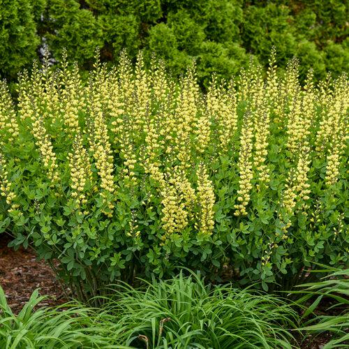 Baptisia 'Lemon Meringue' ~ Decadence® Lemon Meringue Baptisia