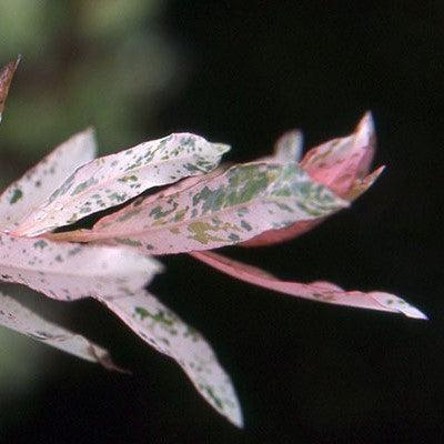 Salix integra 'Hakuro Nishiki' ~ Sauce moteado