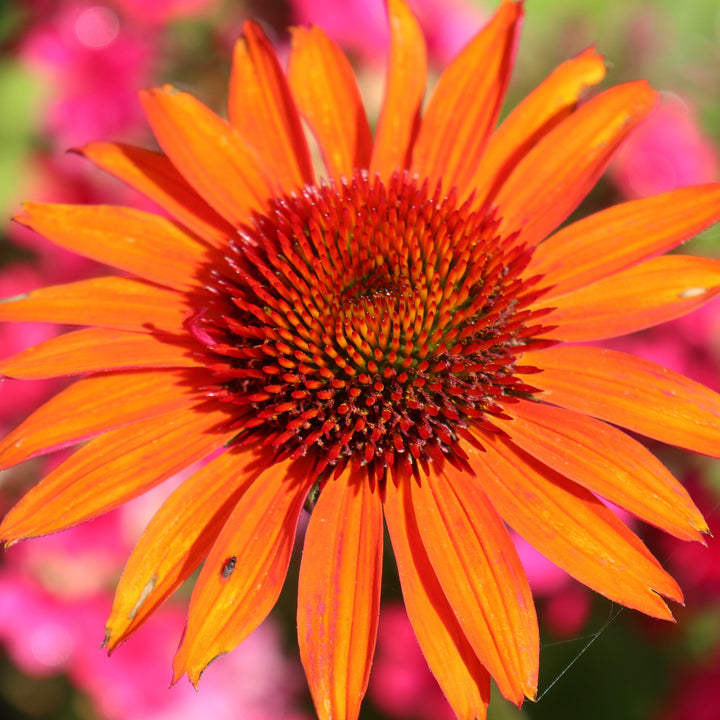 Echinacea 'Orange Skipper' ~ Butterfly™ Orange Skipper Echinacea, Coneflower