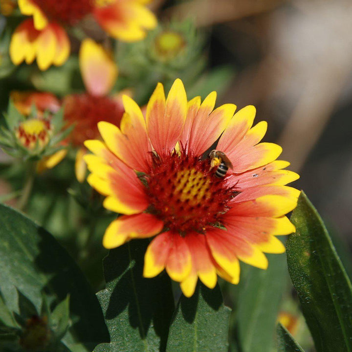 Gaillardia x aristata 'Arizona Sun' ~ Arizona Sun Blanket Flower