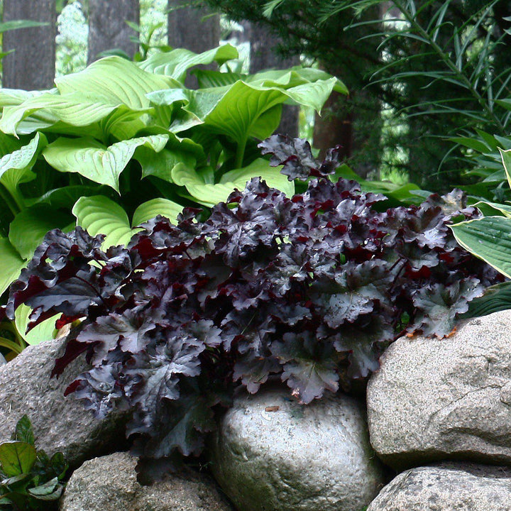 Heuchera 'Timeless Night' ~ Timeless Night Coral Bells