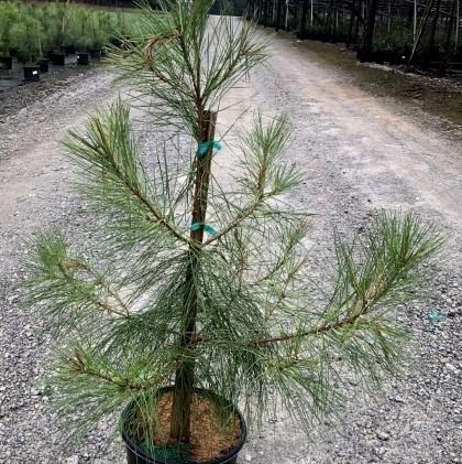 Pinus taeda ~ Loblolly Pine