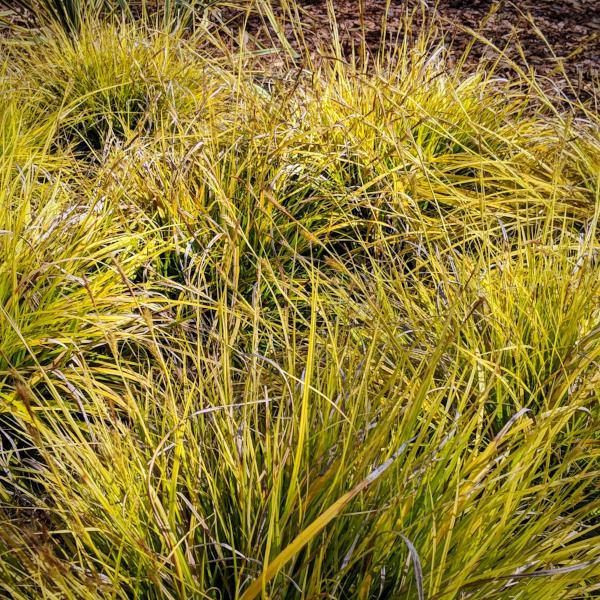 Carex oshimensis 'Everillo' PP#21,002 ~ EverColor® Everillo Sedge