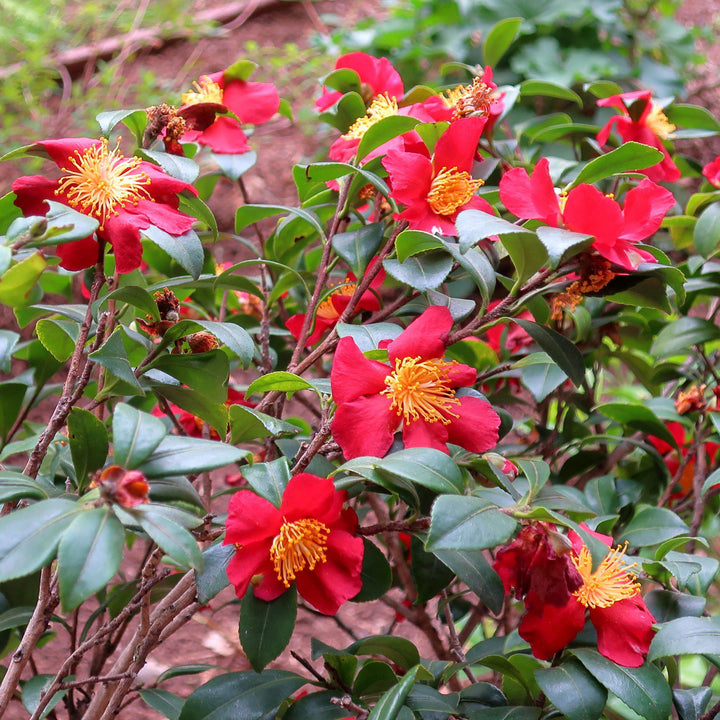 Camellia sasanqua 'Yuletide' ~ Yuletide Camellia