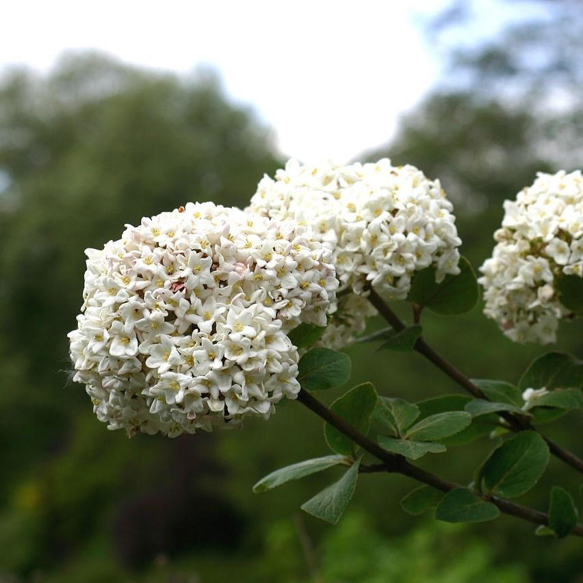 Viburnum carlesii ~ Korean Spice Viburnum