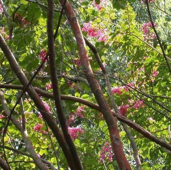 Lagerstroemia indica x fauriei 'Miami' ~ Miami Crape Myrtle