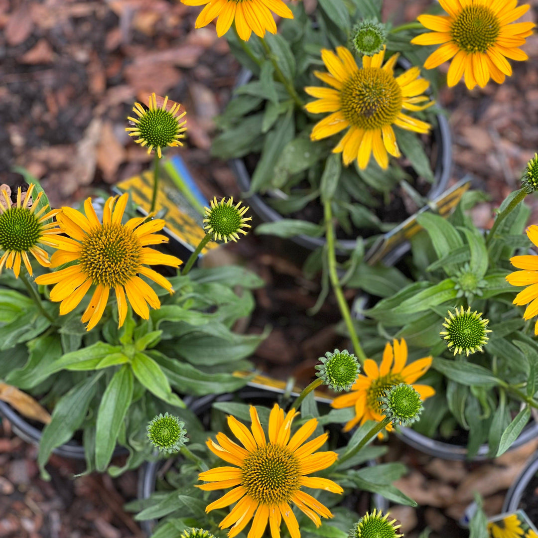 Echinacea 'TNECHKY' PP29922 ~ Kismet® Yellow Coneflower