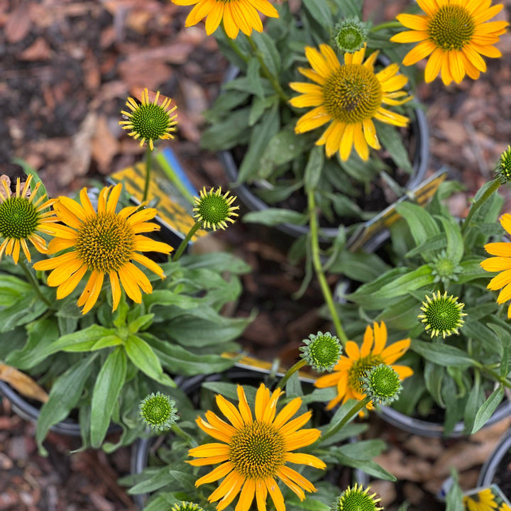 Echinacea 'TNECHKY' PP29922 ~ Kismet® Yellow Coneflower