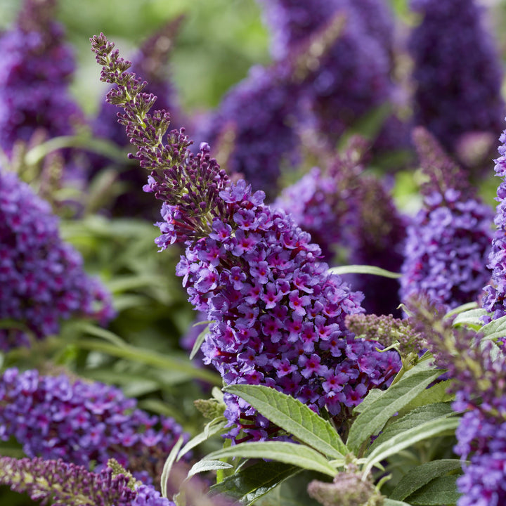 Buddleia davidii 'BotEx 001' PP34,515 ~ Butterfly Candy™ Li'l Grape™ Butterfly Bush