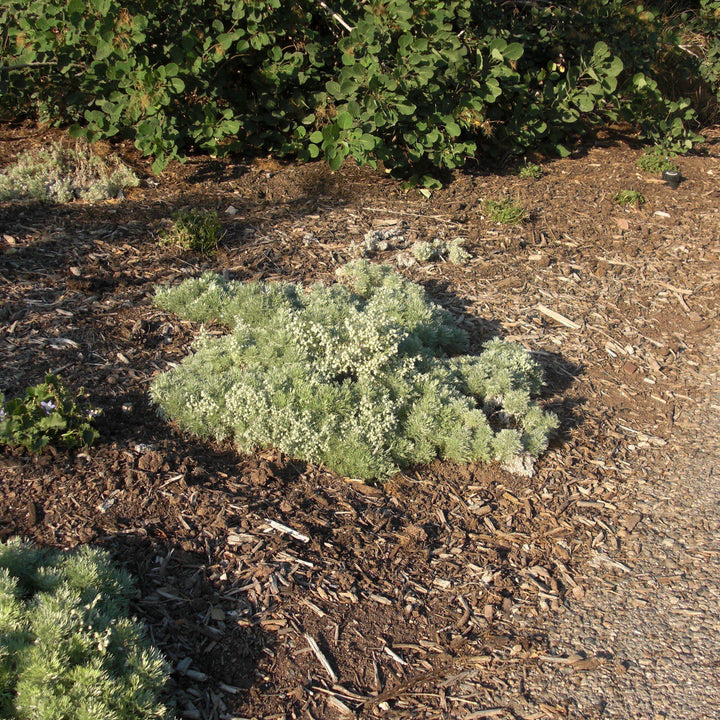 Artemisia schmidtiana 'Silver Mound' ~ Silver Mound Wormwood, Ghost Plant