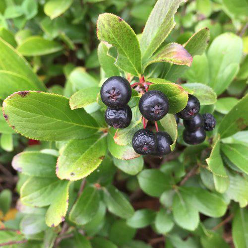 Aronia melanocarpa 'UCONNAM165' ~ PW® Low Scape Mound® Aronia