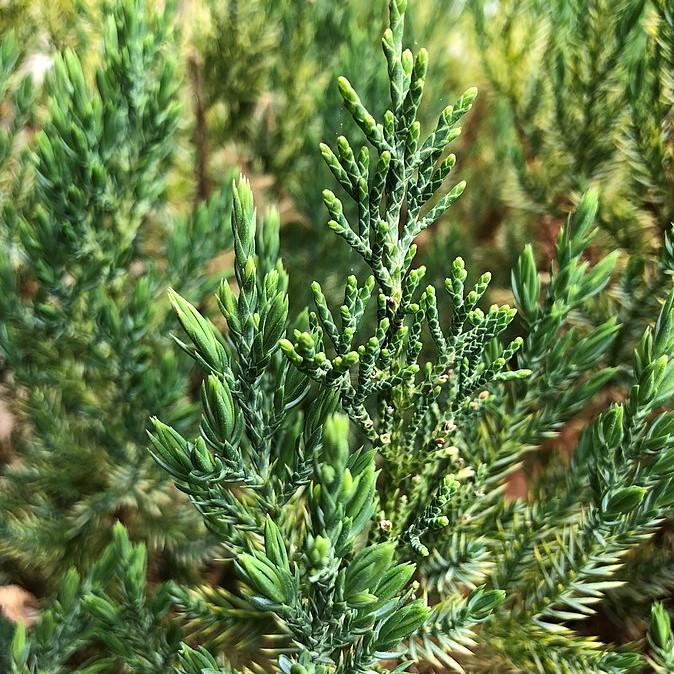 Juniperus chinensis 'Punto Azul' ~ Enebro de Punto Azul