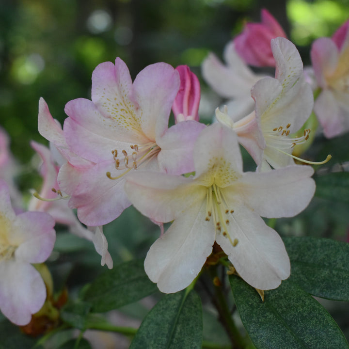 Rhododendron yakushimanum 'Percy Wiseman' ~ Percy Wiseman Rhododendron